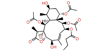 Excavatoid N